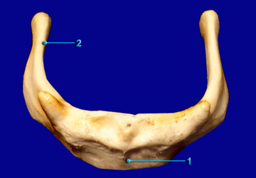 Hyoid