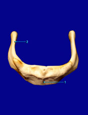 Hyoid 