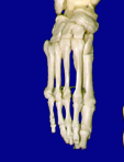 Bones of Foot