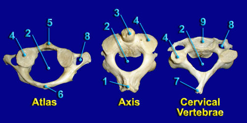 CERVICAL VERTEBRAE