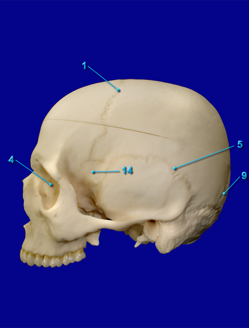 Sutures Lateral View