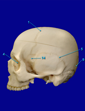 Skull Laterl Sutures