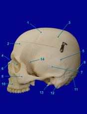 Skull Lateral