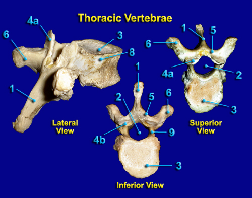 THORACIC VERTEBRAE