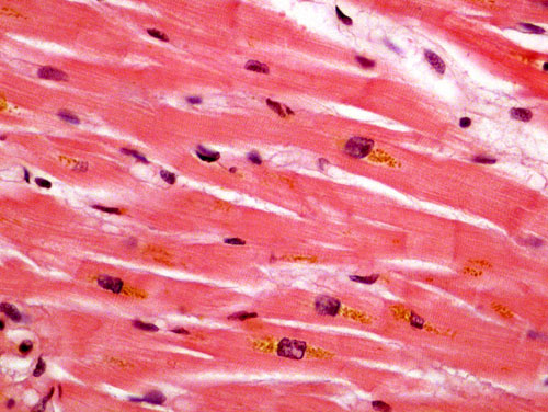 cardiac muscle