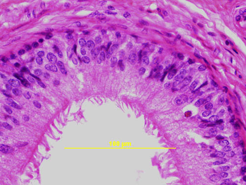 epithelial slide