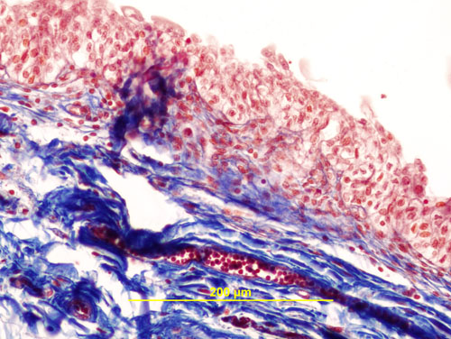 epithelium slide