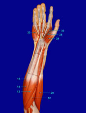 Fore Arm & Hand Anterior