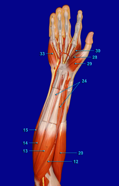FORE ARM / HAND ANTERIOR