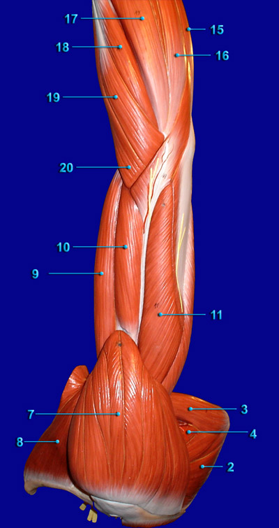 ARM LATERAL