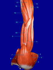 Arm Lateral