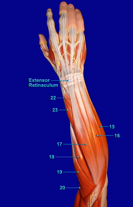 ARM POSTERIOR