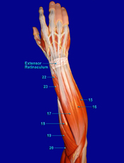 Fore Arm Posterior