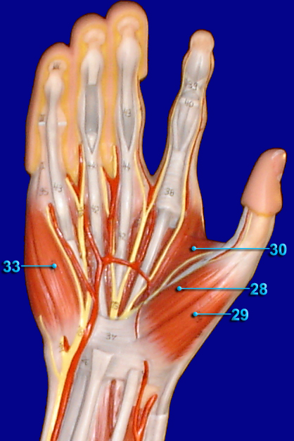 FORE ARM / HAND ANTERIOR