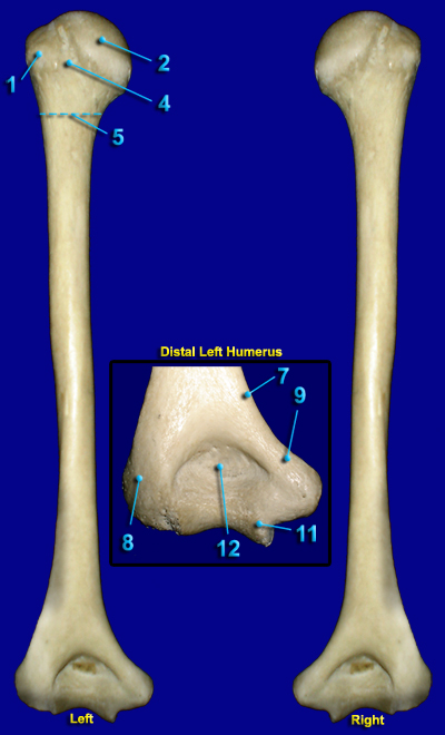 HUMERUS - POSTERIOR VIEW