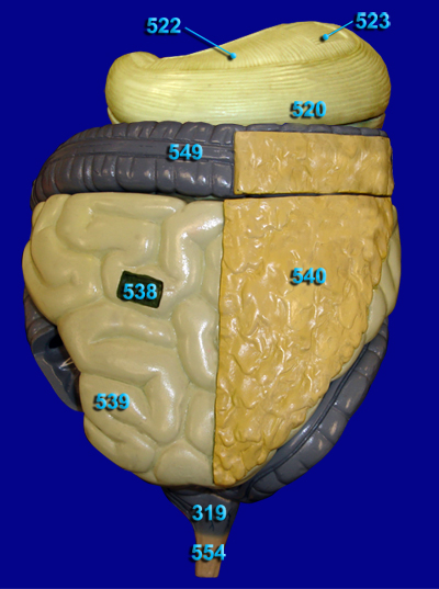 digestive system