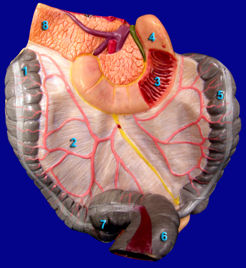 digestive system