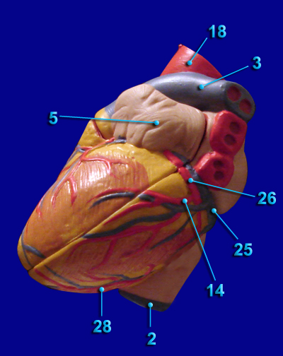 digestive system