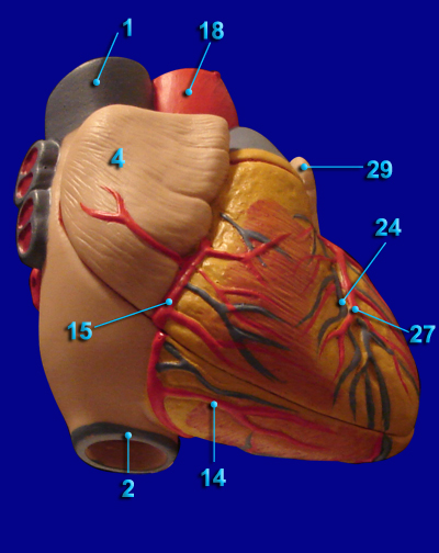 heart - Anterior Lateral View