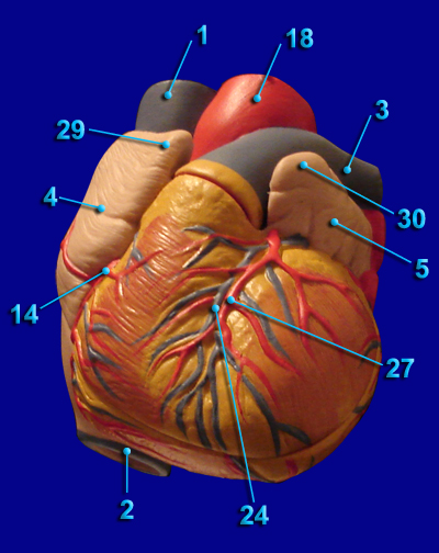 Heart - Anterior Veiw