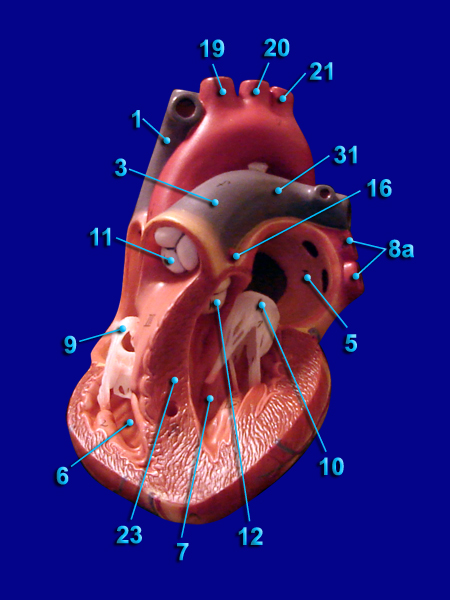 Heart Image Interior Alt Model