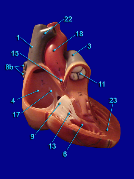 heart - interior view