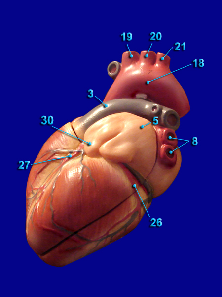 heart - alternative posterior view