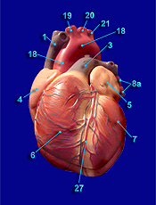 Heart Image 9