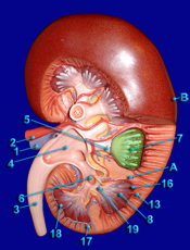 kidney 