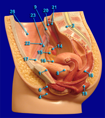 FEMALE REPRODUCTIVE STRUCTURES