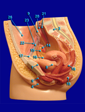 female reproductive structures