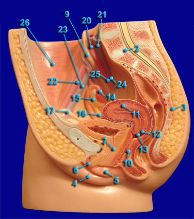 FEMALE PREPRODUCTIVE STRUCTURES ALTERNATIVE VIEW