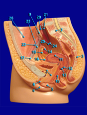 female reproductive structures alternative view