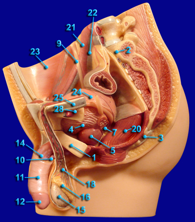 MALE REPRODUCTIVE STRUCTURES