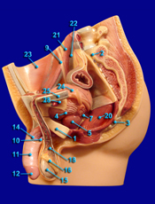 male reproductive structurew