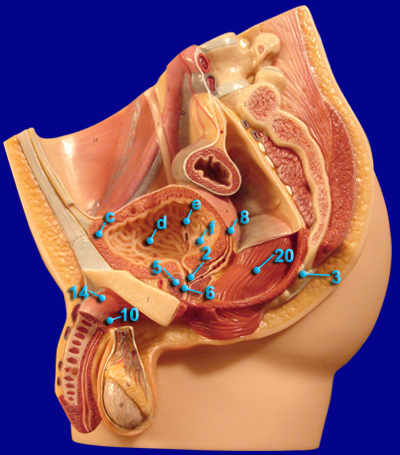 MALE REPPRODUCTIVE STRUCTURES ALTERNATIVE VIEW