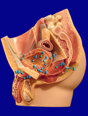 male reproductive structures alt. view