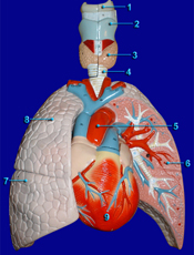 respiratory system