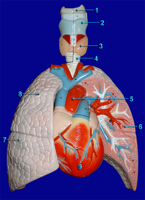 RESPIRATORY SYSTEM