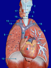 respiratory system