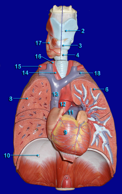 respiratory system